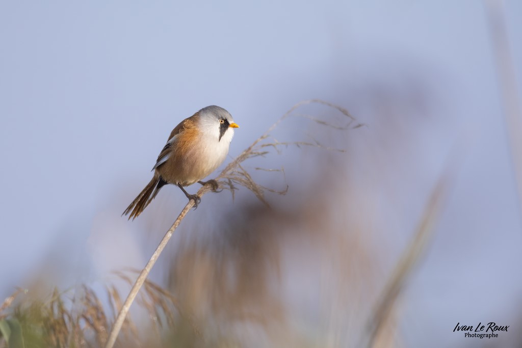 Panure à Moustaches (mâle) couleurs d'automne - Estuaire de la Seine (76) - 2022 - Canon EOS 5D Mark IV, Sigma 500 mm F/4 OS HSM SPORTS 500 mm + Extender TC-1401 x1.4, 700mm 1/5000s, f/5,6 ISO 800  Priorité Ouverture​ Ivan Le Roux photo ornithologie