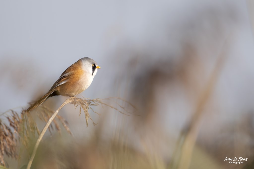 Panure à Moustaches (mâle) levée du soleil - Estuaire de la Seine (76) - 2022 - Canon EOS 5D Mark IV, Sigma 500 mm F/4 OS HSM SPORTS 500 mm + Extender TC-1401 x1.4, 700mm 1/4000s, f/5,6 ISO 800  Priorité Ouverture​ Ivan Le Roux Photo animalière Normandie ornithologie
