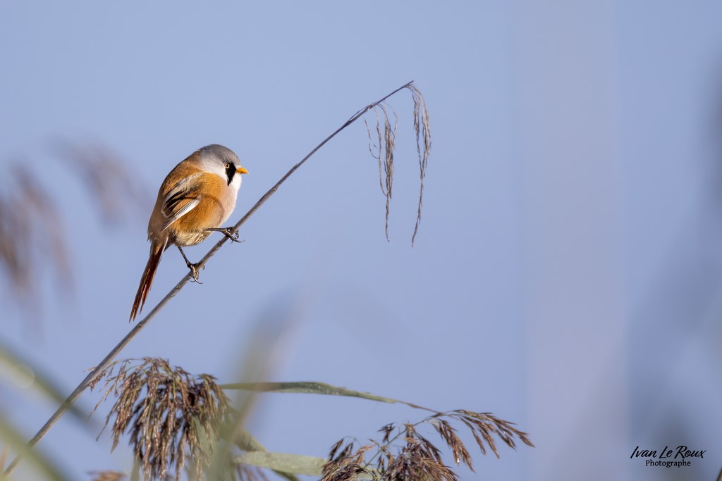 Panure à Moustaches (mâle) sur son roseau - Estuaire de la Seine (76) - 2022 - Canon EOS 5D Mark IV, Sigma 500 mm F/4 OS HSM SPORTS 500 mm + Extender TC-1401 x1.4, 700mm 1/6400s, f/5,6 ISO 800  Priorité Ouverture​ Ivan Le Roux Photographie Normandie