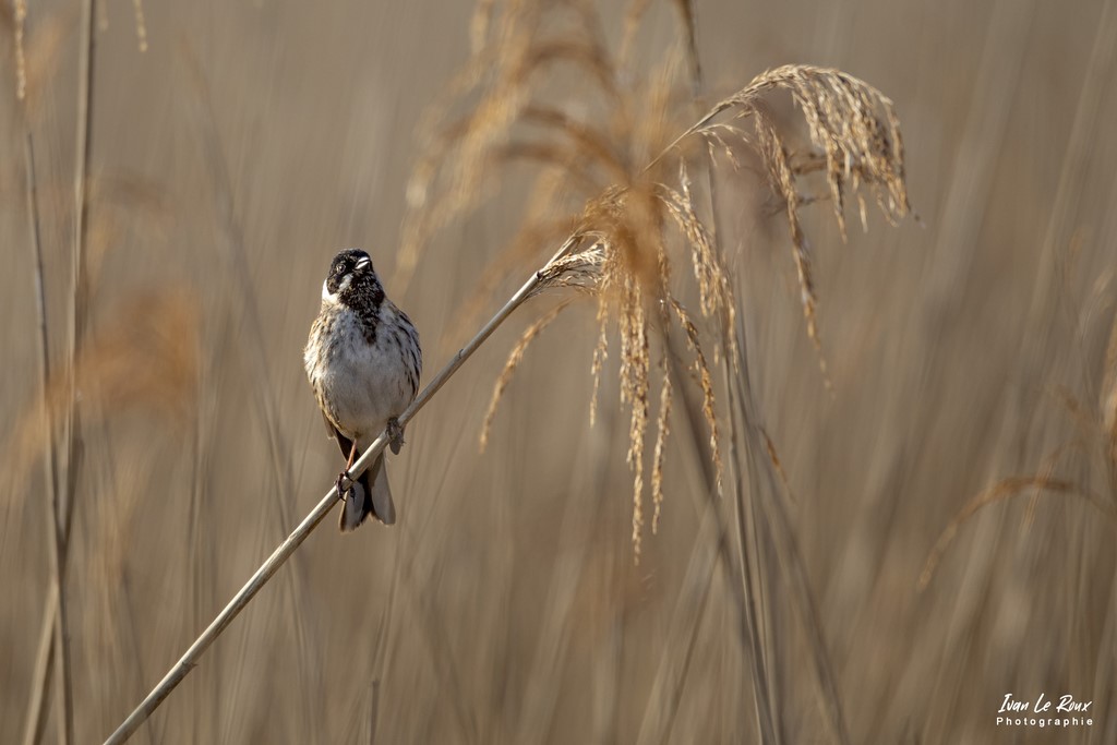 Levée du Soleil sur la Roselière - Bruant des Roseaux - Estuaire de la Seine (76) - 2022 Photo Ivan Le Roux