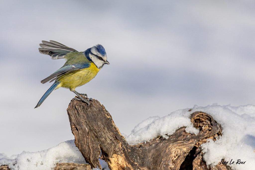 Collection "Les Oiseaux du Jardin" - Mésange Bleue - 2021