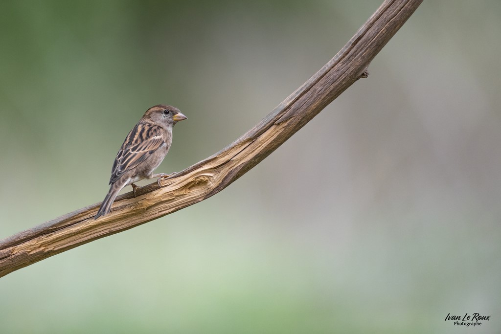 "Les Oiseaux du Jardin" - Moineau domestique (femelle) - Romilly-la-Puthenaye (27) - 2022 - Canon EOS 5D Mark IV, Sigma 500 mm F/4 OS HSM SPORTS 500 mm, 1/1000s, f/4 ISO 1250  Priorité Ouverture​ Drink sation Ivan Le Roux Photographe Normandie​