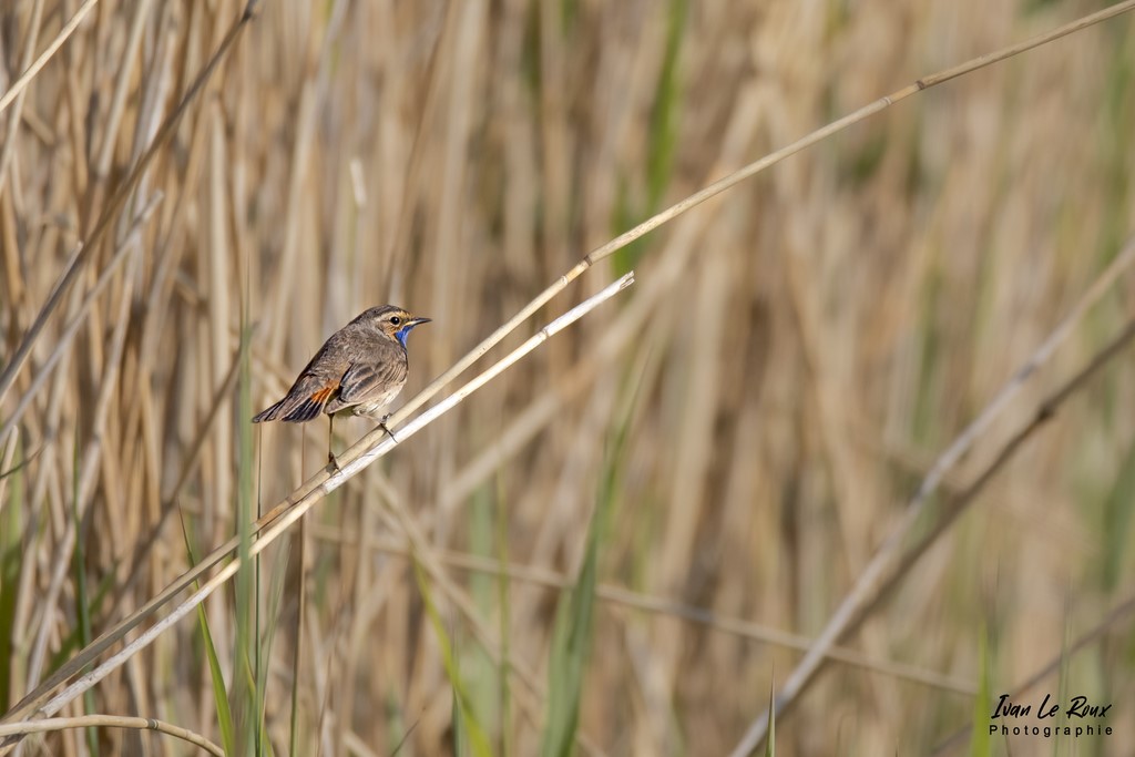 Gorgebleue dans la Roselière de l'Estuaire de la Seine (76) - 2022 par Ivan Le Roux Photographie