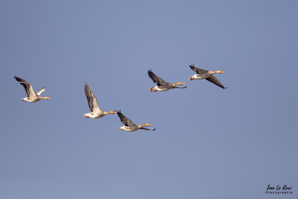 Oies Cendrées en vol - Estuaire de la Seine (76) - 2022 Photo Ivan Le Roux