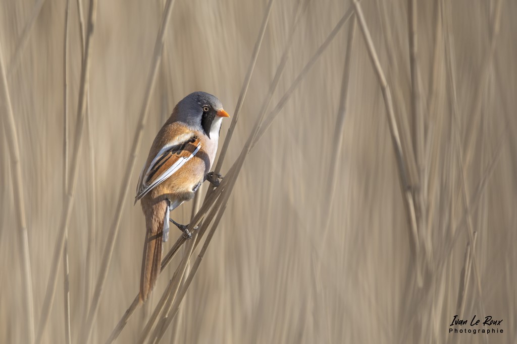 Panures à Moustaches - Estuaire de la Seine (76) - 2022 - Ivan Le Roux Photographe