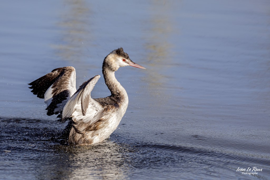 Grèbe Huppé - Tourbière Heurteauville - 2022 - Canon EOS 5D Mark IV, Sigma 500 mm F/4 OS HSM SPORTS 500 mm + Extender TC-1401 x1.4, 700mm 1/3200s, f/6.3 ISO 800  Priorité Ouverture​ Seine maritime