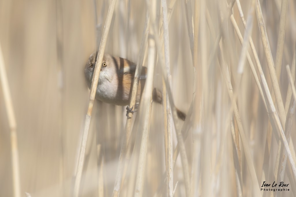 Cachée derrière son roseau - Panure à Moustache (femelle) - Roselière de l'Estuaire de la Seine (76) - 2022