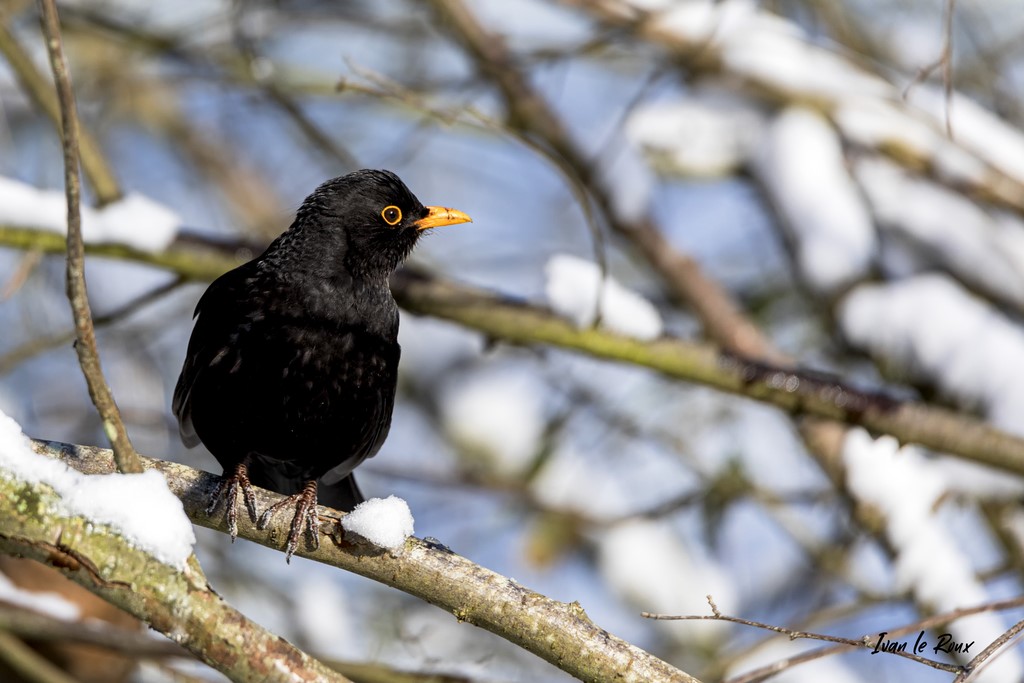 Collection "Les Oiseaux du Jardin" - Merle Noir (Mâle) - 2021