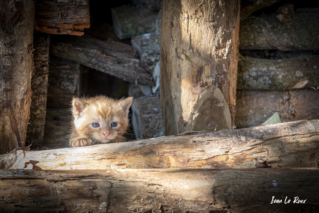 Chat chaton roux