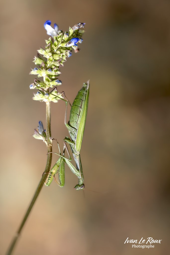 La Mante religieuse - Romilly-la-Puthenaye (27) - 2022 - Canon EOS 5D Mark IV, Sigma 105mm F2.8 EX DG OS HSM, 105 mm, 1/1600s, f/4 ISO 800  Priorité Ouverture Ivan Le Roux Photographe animalier insecte Normandie