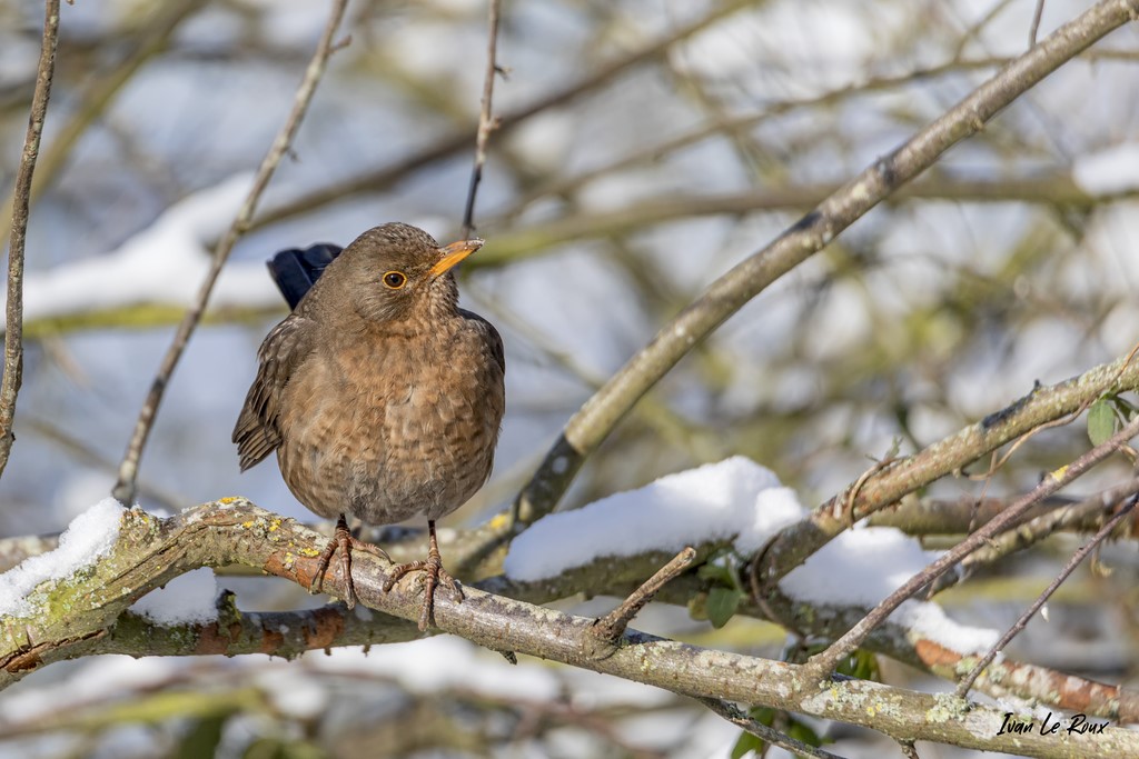 Collection "Les Oiseaux du Jardin" - Merle Noir (femelle) - 2021
