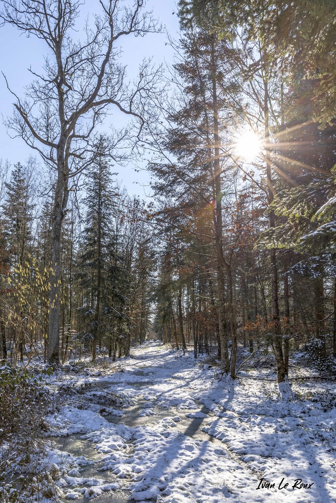 Forêt de Romilly-La-Puthenaye (27) - 2021