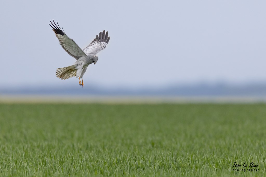 Busard Saint-martin en vol (mâle) - Romilly-la-Puthenaye (27) - 2022 - Photo de Ivan Le Roux 