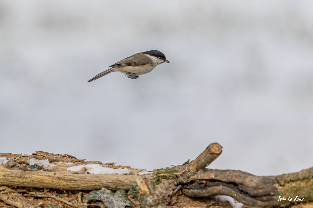 Collection "Les Oiseaux du Jardin" - Mésange Nonnette en vol  - 2021
