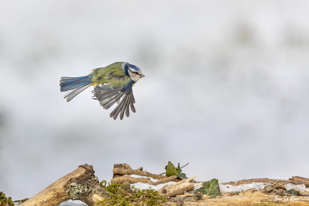 Collection "Les Oiseaux du Jardin" - Mesange Bleue en  - 2021