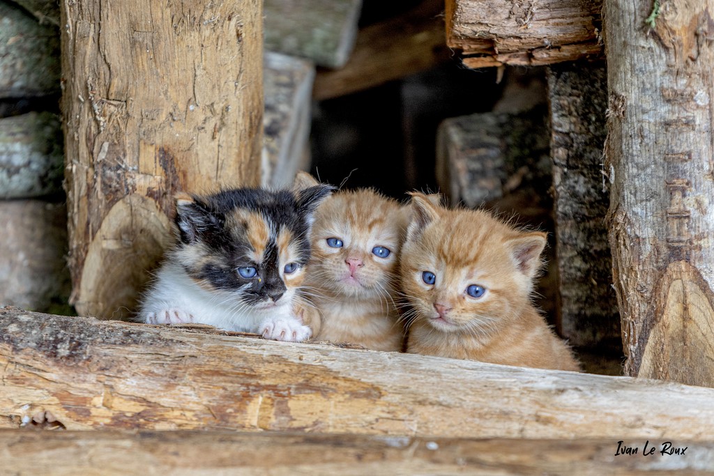 Trio de chatons - 2021