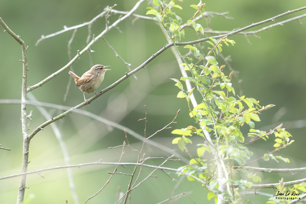"Les Oiseaux du Jardin" - Troglodyte Mignon - Romily-la-Puthenaye (27) - 2022