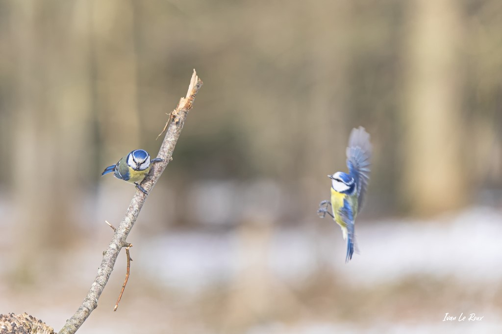 Collection "Les Oiseaux du Jardin" - Mésanges Bleues  - 2021