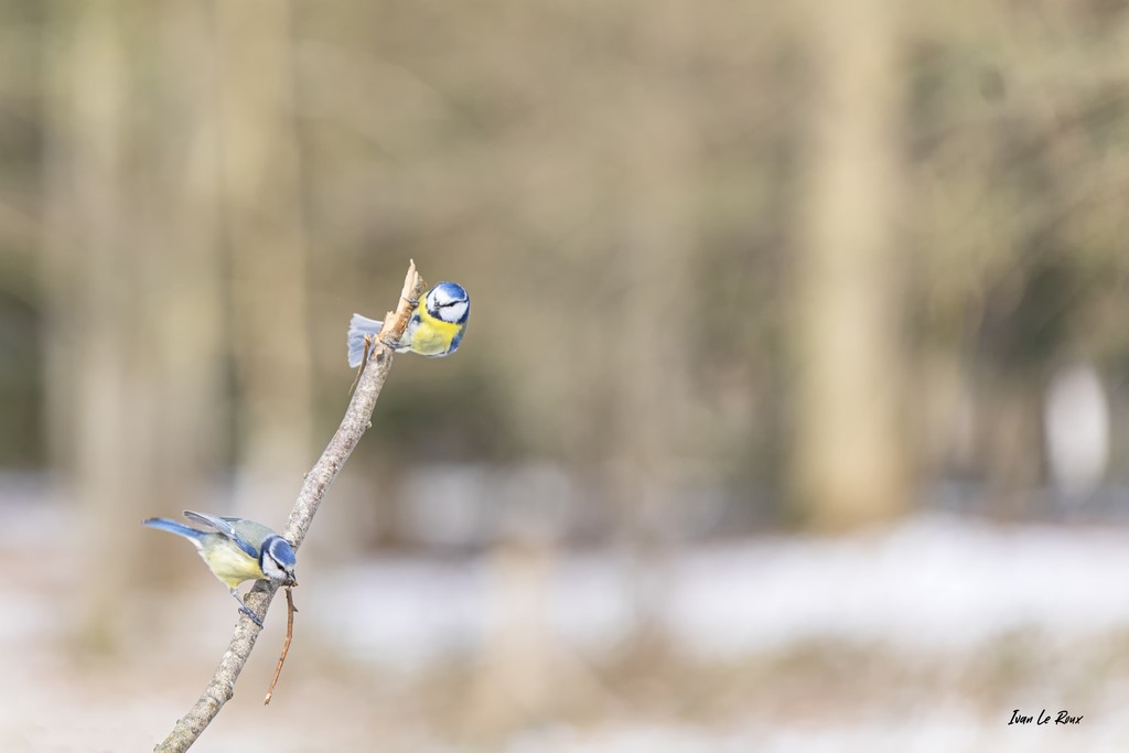 Collection "Les Oiseaux du Jardin" - On s'accroche ! (Mésanges bleues)  - 2021