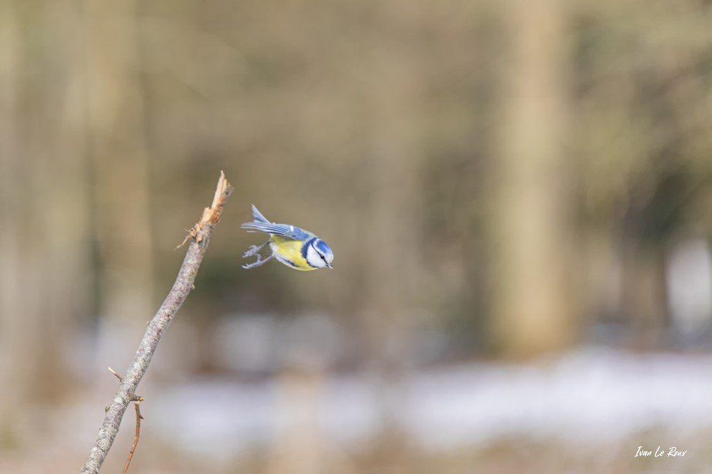 Collection "Les Oiseaux du Jardin" - L'envol de la Mésange Bleue  - 2021