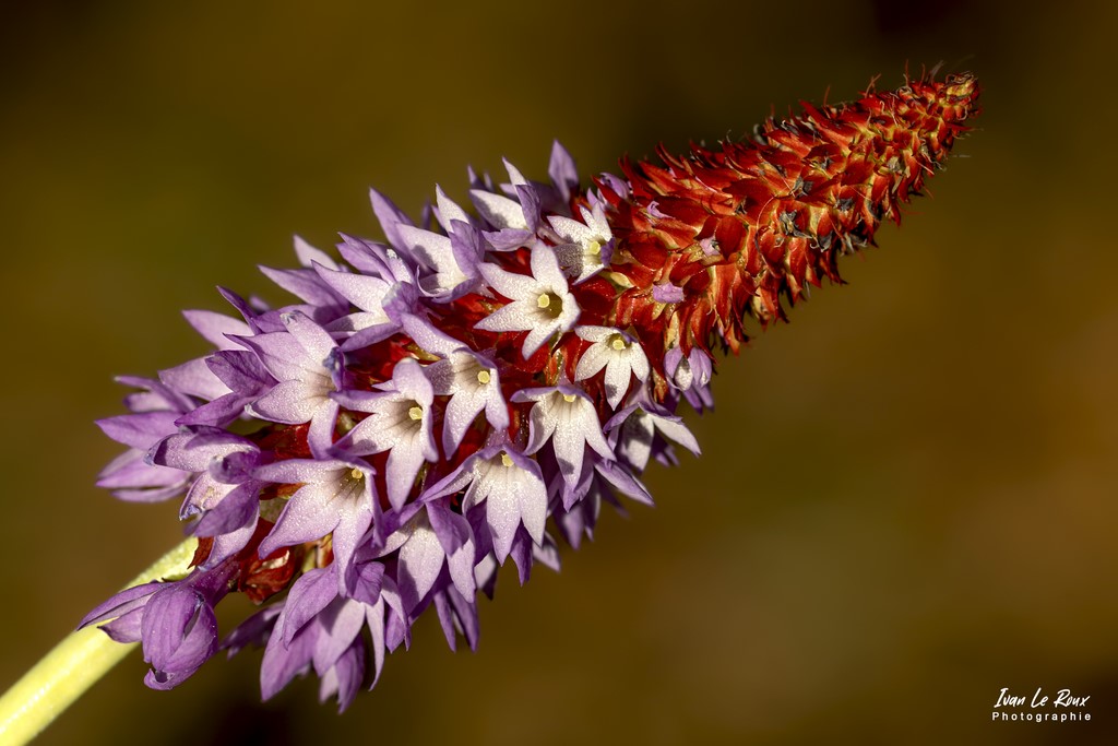 Primevère du Père Vial (Primula vialii) - 2022 - Canon EOS 5D Mark IV, Sigma 105mm F2.8 EX DG OS HSM, 105 mm, 1/320s, f/6.3 ISO 100  Priorité Ouverture macro fleur photographe Ivan Le Roux Normandie