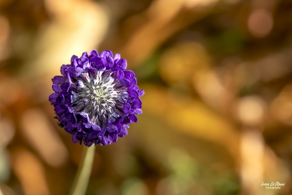 Primevère sphérique (Primula denticulata Sm) - 2022 - Canon EOS 5D Mark IV, Sigma 105mm F2.8 EX DG OS HSM, 105 mm, 1/500s, f/5.6 ISO 800  Priorité Ouverture Photo macro fleur Ivan Le Roux normandie