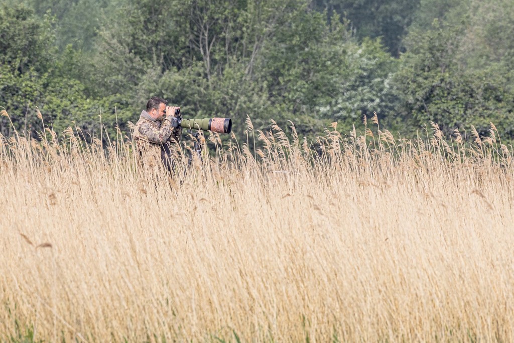 Un autre photographe... - Estuaire de la Seine (76) - 2022 - Canon EOS 5D Mark IV, Sigma 500 mm F/4 OS HSM SPORTS + Extender TC-1401 x1.4,  700 mm, 1/3200s, f/10 ISO 800  Priorité Ouverture - fabien Gegouzo - Ivan Le Roux animalier