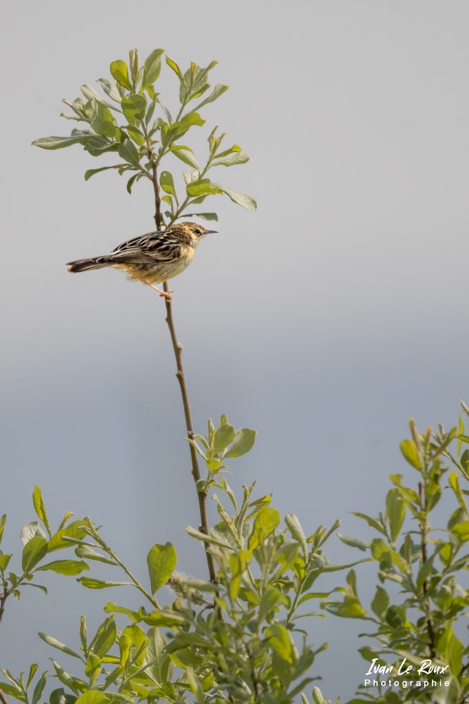 Cisticole des Joncs dans la Roselière de l'Estuaire de la Seine (76) - 2022 ivan Le Roux Normandie Photo