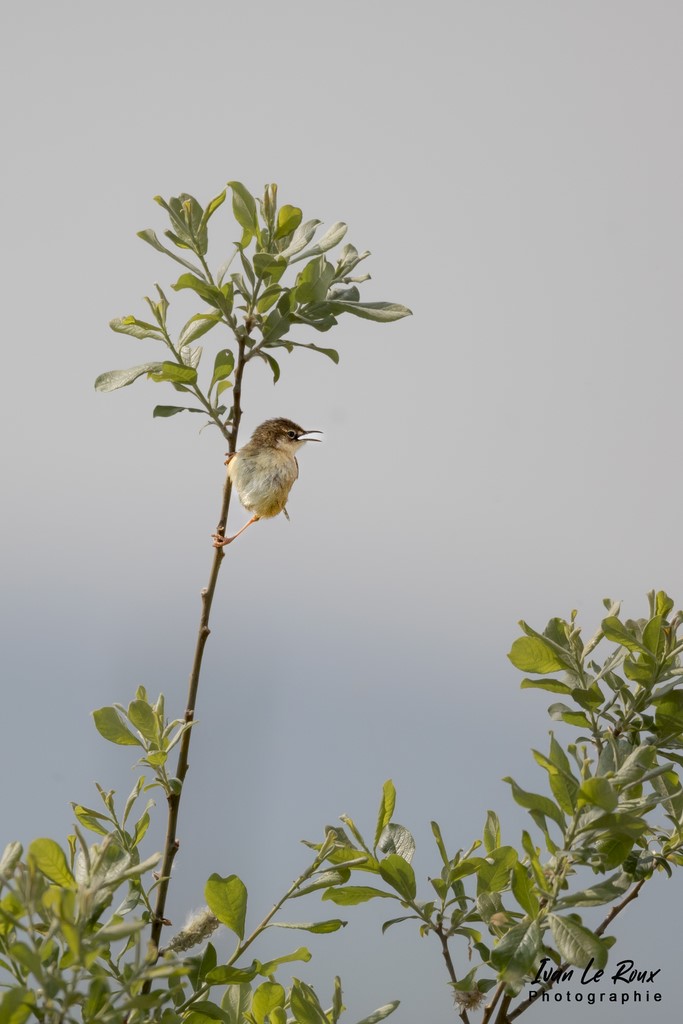 Cisticole des Joncs dans la Roselière de l'Estuaire de la Seine (76) - 2022 Ivan Le Roux
