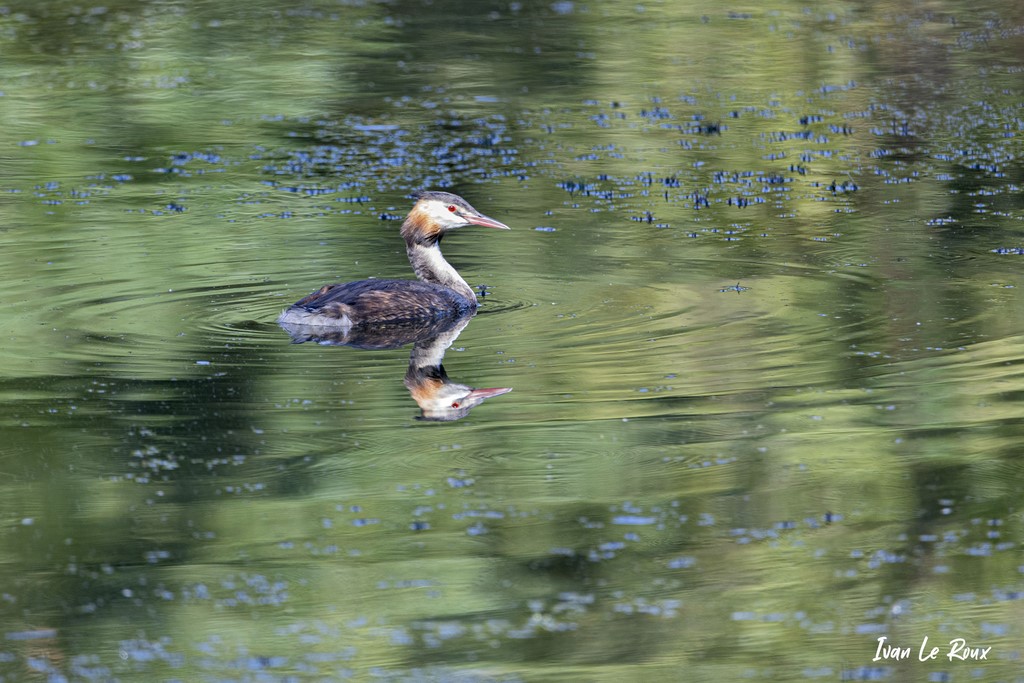 Grèbe Huppé  -  2021