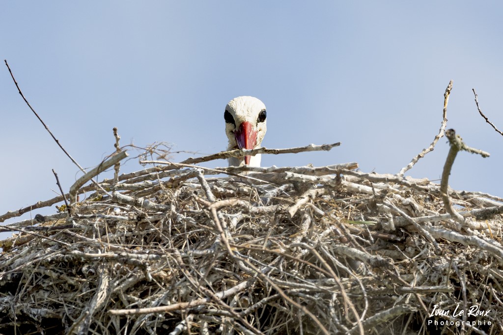 Cigognes Blanche - Estuaire de la Seine (76) - 2022 Ivan Le Roux
