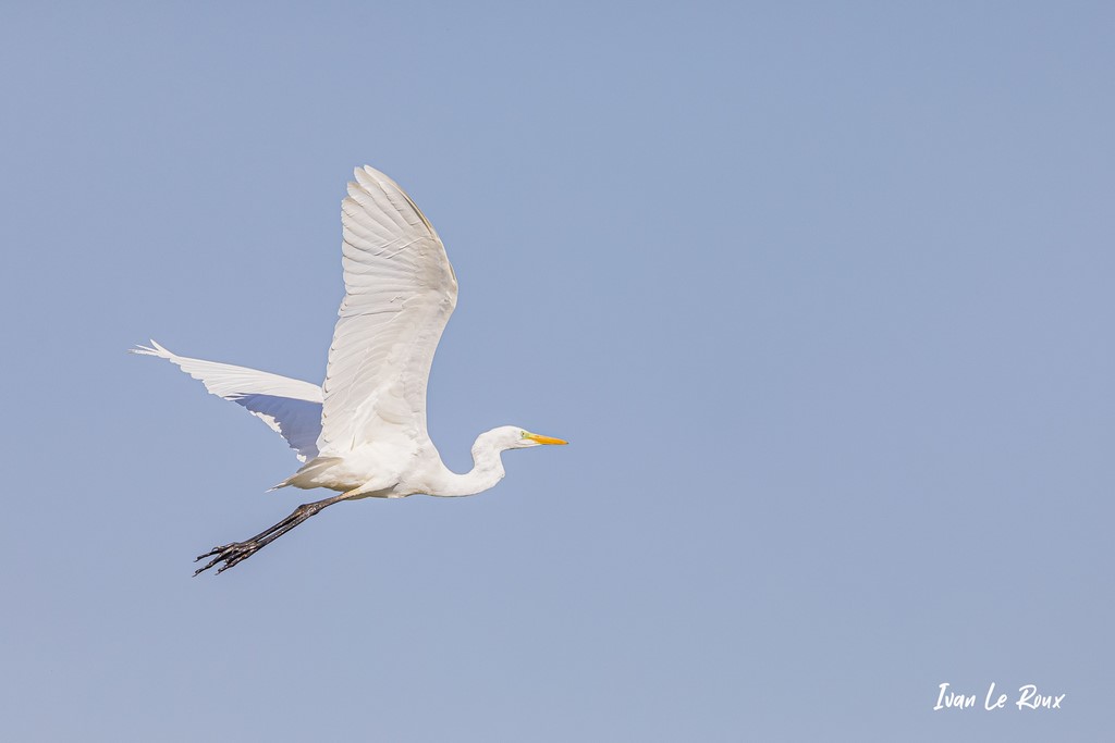 Vol de Grande Aigrette  -  2021