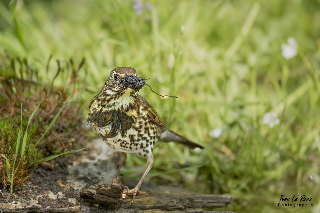 "Les Oiseaux du Jardin" - Grive Musicienne qui prépare le nid - Romily-la-Puthenaye (27) - 2022 - Ivan Le Roux Phtographie