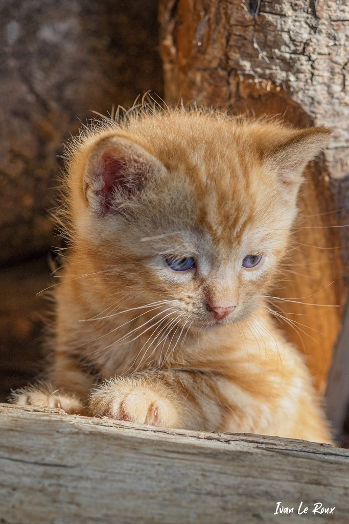 portrait chat Chaton roux  - 2021 - Ivan Le Roux Photographe