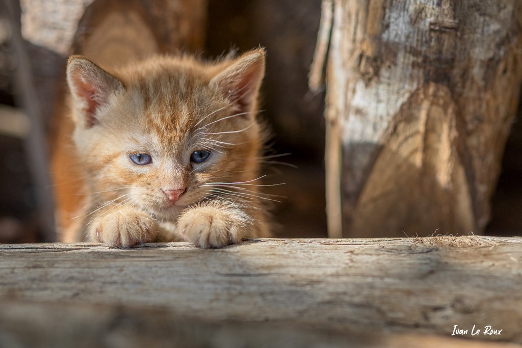 portrait chat Chaton roux  - 2021