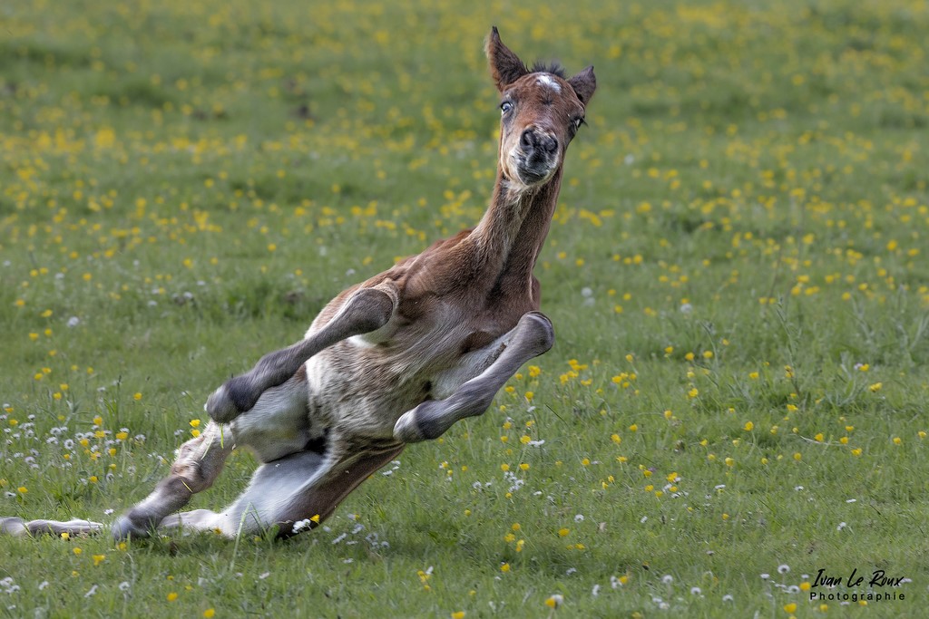 Poulain Dérapage non controlé, pas de bobo... - Romilly-la-Puthenaye (27) - 2022