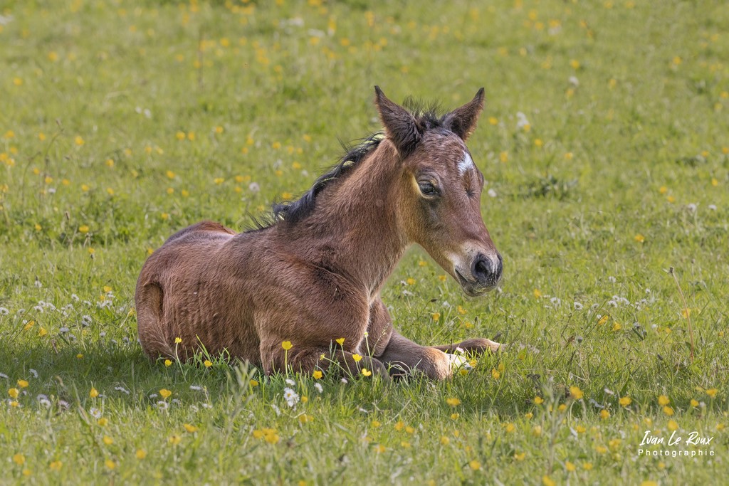 Le Petit Moon du Haras de Bougy - Romilly-la-Puthenaye (27)  - 2022 ivan Le Roux Photos