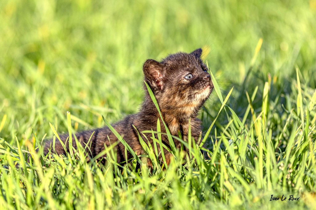 Chaton dans les herbes- 2021
