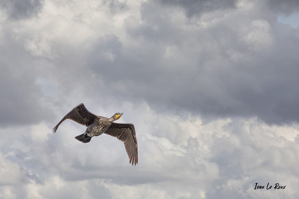 Vol de Cormoran  -  2021