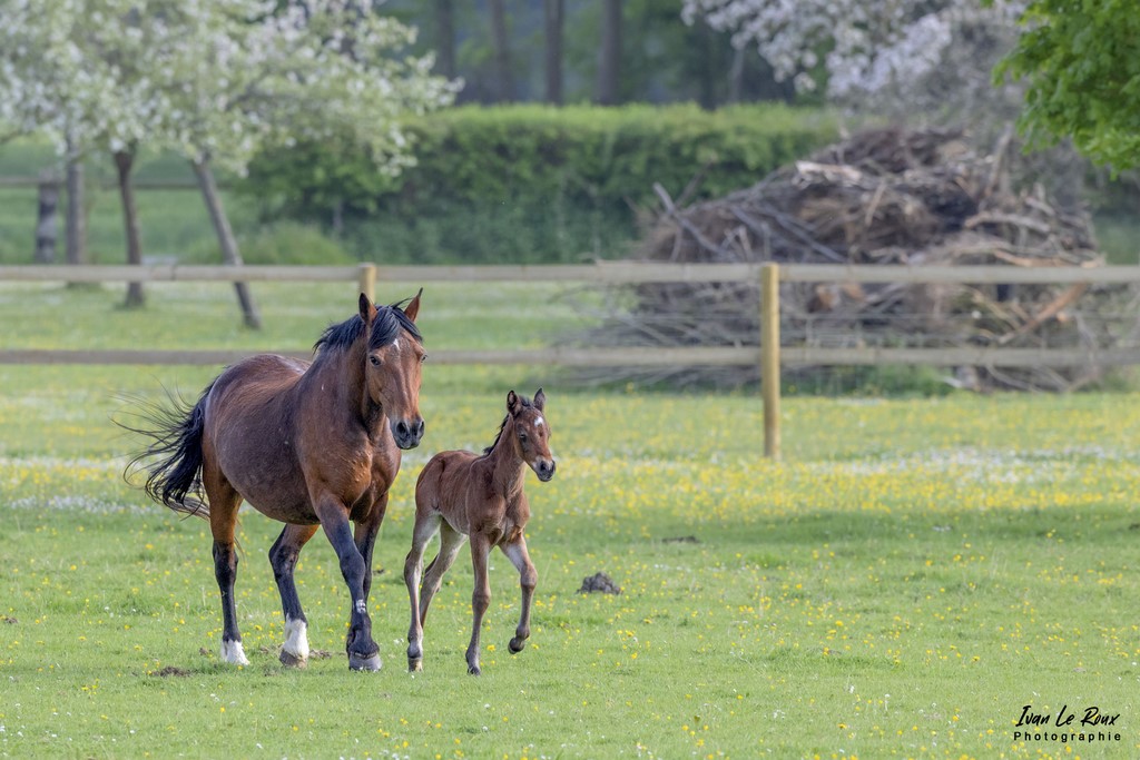 Oceane et Moon du Haras de Bougy du Haras de Bougy - Romilly-la-Puthenaye (27)  - 2022 Ivan Le Roux