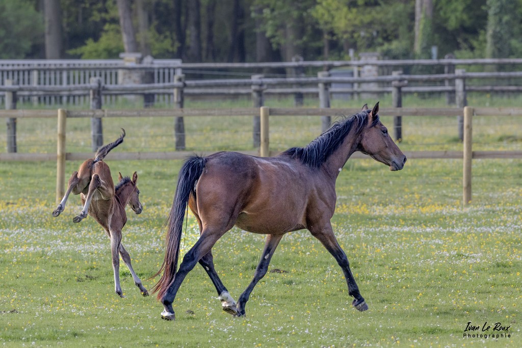 Oceane et Moon du Haras de Bougy - Romilly-la-Puthenaye (27)  - 2022