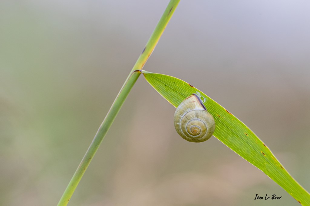 Escargot des Haies  -  2021