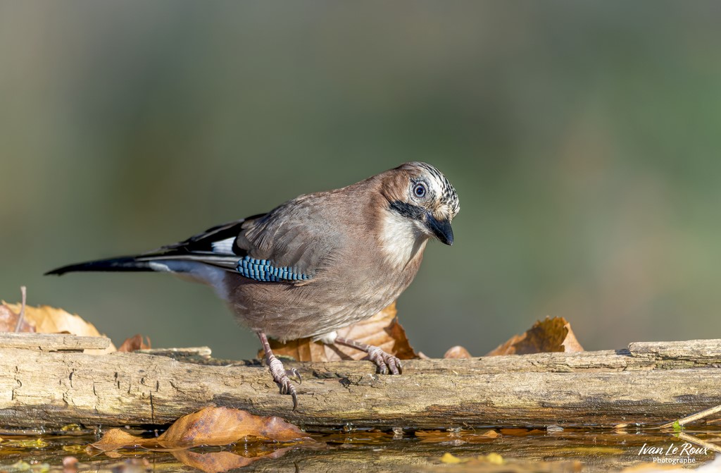 Les Oiseaux du Jardin - Geai des Chênes - Romilly-la-Puthenaye (27) - 2022 - Canon EOS 5D Mark IV, Sigma 500 mm F/4 OS HSM SPORTS 500 mm, 1/800s, f/4 ISO 800  Priorité Ouverture​ - ivan Le Roux Photographe - Normandie