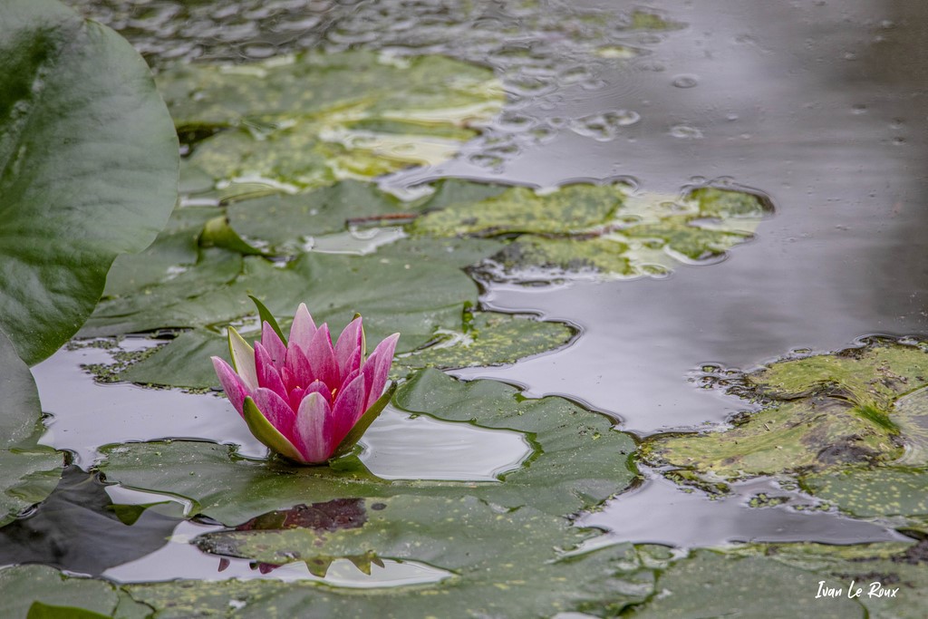 Fleur de Nénuphar  -  2021