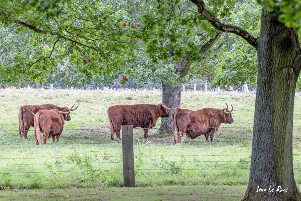 Belle paire de cornes - 2020