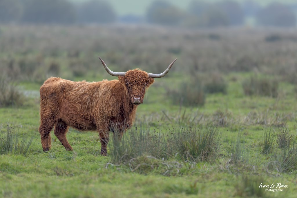 Saint-Sulpice-de-Grimbouville (27) - Ambiance des Highlands dans les pâturages Normands !  - 2022 - Canon EOS 5D Mark IV, Sigma 500 mm F/4 OS HSM SPORTS, 500 mm, 1/125s, f/4 ISO 800  Priorité Ouverture Ivan Le ROux Photos Réserve naturelle normandie
