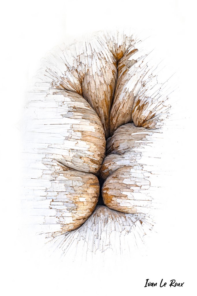 Sculture végétale - Jardins suspendus du Havre (76) - 2021