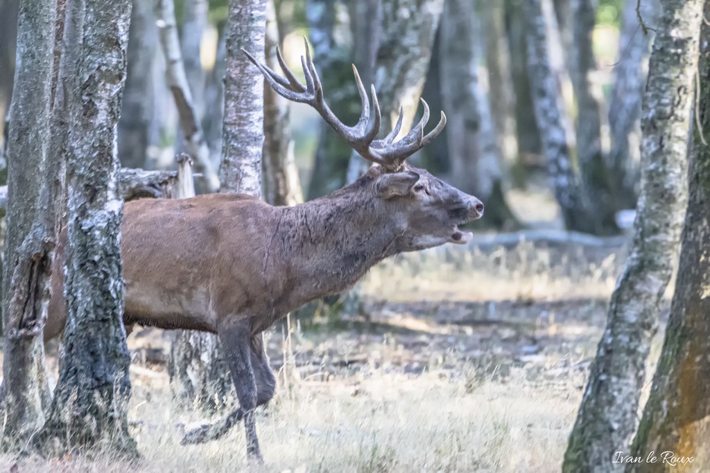 Brame du Cerf  - 2019