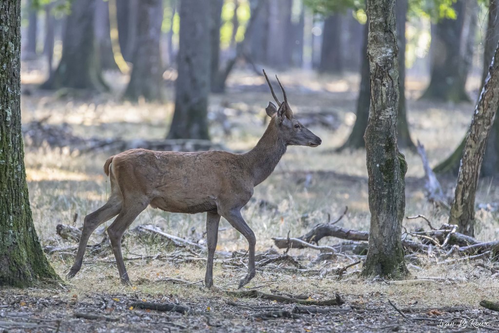 Cervidés - 2019