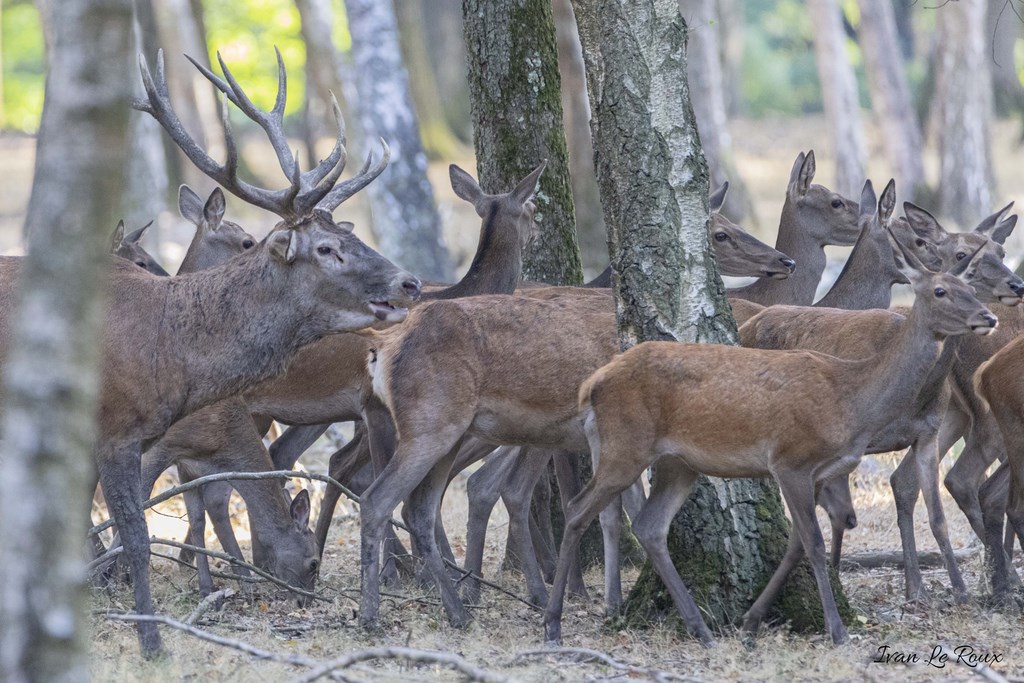 Cerf et biches  - 2019